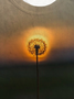 Casual Dandelion Jersey Loose T-Shirt